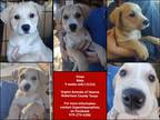 Adopt Vixen a Tan/Yellow/Fawn - with White Mixed Breed (Medium) / Labrador