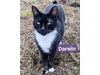 Adopt Darwin a Black & White or Tuxedo Domestic Shorthair (short coat) cat in