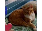Adopt cobra a Orange or Red (Mostly) Domestic Shorthair (short coat) cat in