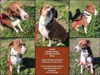 Adopt Canelle a Red/Golden/Orange/Chestnut - with White American Staffordshire