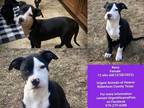 Adopt Rena a Black - with White Pit Bull Terrier / Mixed Breed (Medium) / Mixed