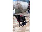 Adopt Jesse a Black - with White Australian Cattle Dog / German Shorthaired