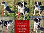 Adopt Prancer a Black - with White American Staffordshire Terrier / Mixed Breed