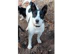 Adopt CK2 Lilly a Black - with White Australian Cattle Dog / Mixed dog in