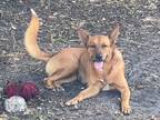 Adopt Cece a Red/Golden/Orange/Chestnut - with White German Shepherd Dog /