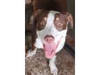 Adopt Tilley a White - with Brown or Chocolate Beagle / Mixed dog in Riverview