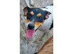 Adopt Shelby a Tricolor (Tan/Brown & Black & White) Beagle / Mixed dog in
