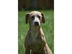 Adopt Rusty a Red/Golden/Orange/Chestnut - with White Boxer / Pit Bull Terrier /