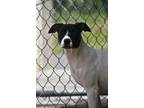Adopt River a White - with Black Terrier (Unknown Type, Medium) / Pit Bull