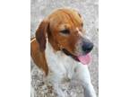 Adopt Poppy a Red/Golden/Orange/Chestnut - with White Beagle / Mixed dog in