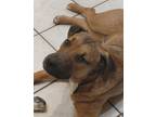 Adopt Luther a Brown/Chocolate - with Tan Labrador Retriever / Pit Bull Terrier