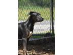 Adopt Duke a Black - with White Terrier (Unknown Type, Medium) / Pit Bull