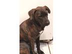 Adopt Colt a Brindle Labrador Retriever / Mixed dog in Riverview, FL (35920326)