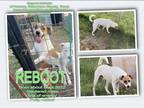 Adopt Reboot a White - with Tan, Yellow or Fawn Mixed Breed (Medium) / Mixed dog