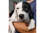 Adopt Ava a Black - with White Pit Bull Terrier / Mixed dog in Riverview