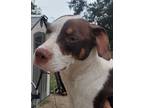 Adopt Arlo a White - with Brown or Chocolate Beagle / Mixed dog in Riverview