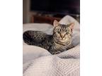 Adopt Tigger a Spotted Tabby/Leopard Spotted Domestic Shorthair / Mixed (short
