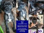 Adopt Bruce a Brindle Mixed Breed (Medium) / Mixed dog in Hearne, TX (40643331)