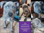 Adopt Dory a Gray/Blue/Silver/Salt & Pepper Mixed Breed (Medium) / Mixed dog in