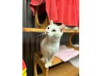 Adopt Grams a White Domestic Shorthair (short coat) cat in Spring Hill
