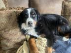 Adopt Anabel a Black - with White Bernese Mountain Dog / Mixed dog in Spring