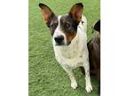 Adopt PINTA a White - with Brown or Chocolate Catahoula Leopard Dog / Mixed dog
