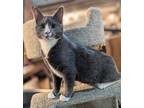 Adopt Lyric a Gray or Blue (Mostly) Domestic Shorthair (short coat) cat in