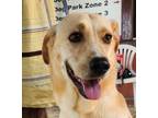 Adopt BLONDIE (Lebanon) kt a Tan/Yellow/Fawn Labrador Retriever dog in Langley