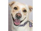 Adopt Islay a Labrador Retriever / Mixed dog in Kennesaw, GA (38931690)