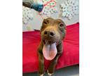 Adopt RITA a Staffordshire Bull Terrier / Mixed dog in Lindsay, CA (40640645)