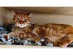 Adopt JoJo a Domestic Shorthair / Mixed (short coat) cat in Tiffin