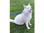 Adopt Frosty a White Husky / Mixed dog in Santa Clarita, CA (40640474)