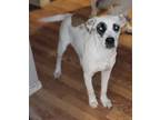 Adopt Thibadeau a White - with Brown or Chocolate Terrier (Unknown Type