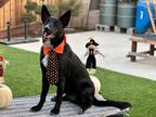 Adopt Shadow a Black Australian Kelpie / Basenji / Mixed dog in Modesto