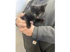 Adopt Gretel a All Black Domestic Shorthair / Mixed cat in Richmond