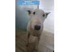Adopt Buddy a White Bull Terrier / Mixed dog in West Hollywood, CA (40636447)