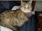 Adopt Shoe a Calico or Dilute Calico Domestic Longhair (long coat) cat in