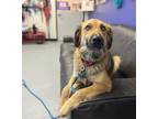 Adopt Orca a Red/Golden/Orange/Chestnut Mixed Breed (Large) / Mixed dog in
