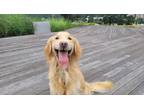 Adopt Ricky a Tan/Yellow/Fawn Golden Retriever / Mixed dog in Duluth