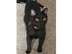 Adopt Binx a Black (Mostly) Domestic Shorthair cat in Virginia Beach