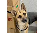 Adopt June Bug a Tan/Yellow/Fawn - with Black Shepherd (Unknown Type) / Carolina