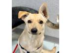 Adopt Bruno OS a Tan/Yellow/Fawn Shepherd (Unknown Type) / Carolina Dog dog in
