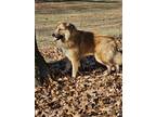 Adopt Apollo a Tan/Yellow/Fawn Great Pyrenees / German Shepherd Dog / Mixed dog