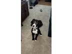 Adopt Panda a Black - with White Aussiedoodle / Mixed dog in Fairview Heights