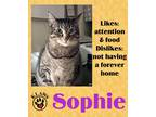 Adopt Sophie a Tan or Fawn Tabby Domestic Shorthair (short coat) cat in Lindsay