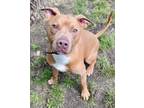 Adopt Cowboy j jr. a Red/Golden/Orange/Chestnut Pit Bull Terrier / Mixed dog in