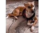 Adopt Bayley a Red/Golden/Orange/Chestnut Labrador Retriever / Mixed dog in
