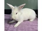 Adopt Greta a White Lionhead / Mixed (short coat) rabbit in Harrisburg
