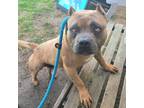 Adopt DAX a Tan/Yellow/Fawn - with Black Staffordshire Bull Terrier / American