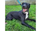 Adopt Sicilia a Black - with White Pointer / Whippet / Mixed dog in Costa Mesa